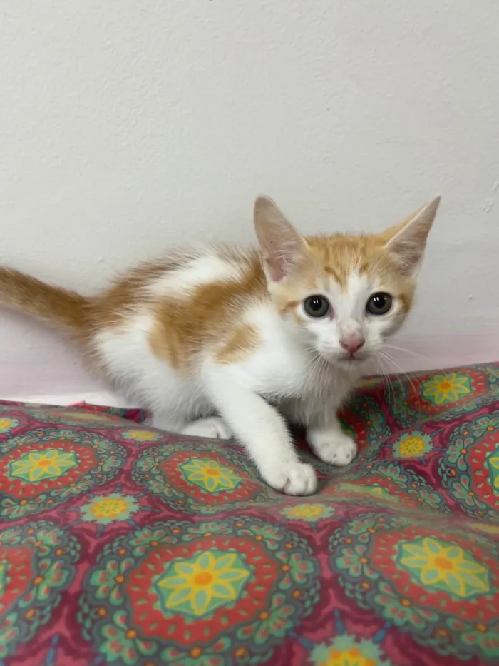 Gato ra a SRD-ViraLata idade Abaixo de 2 meses nome Liz