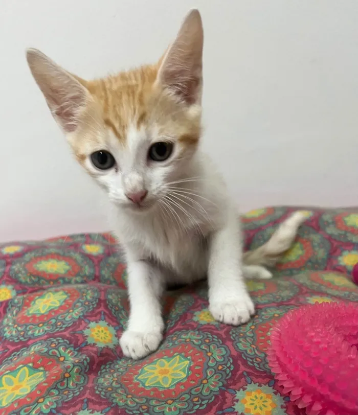 Gato ra a SRD-ViraLata idade Abaixo de 2 meses nome Liz