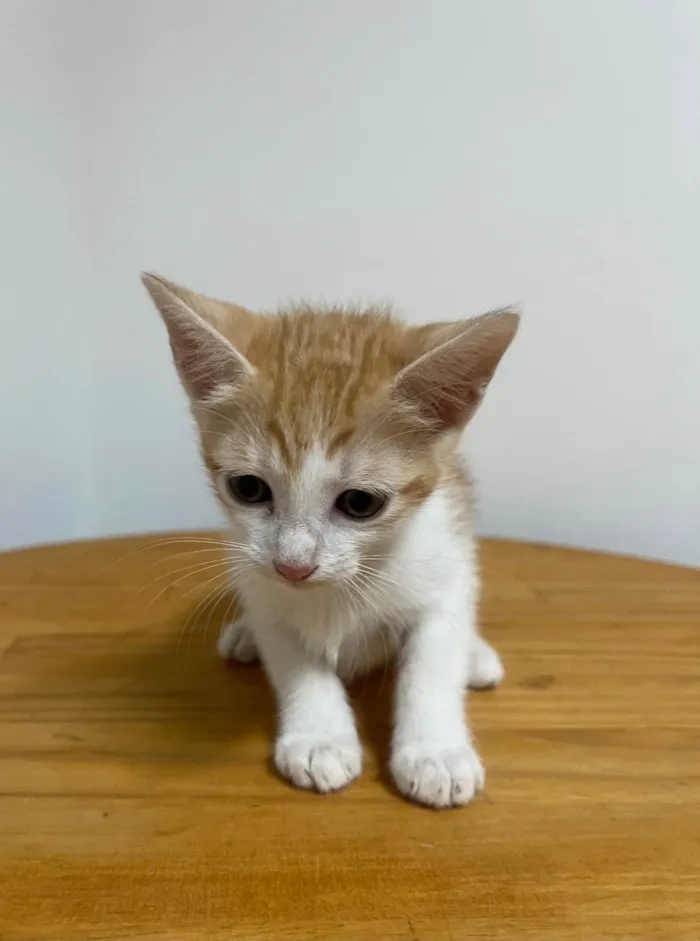 Gato ra a SRD-ViraLata idade Abaixo de 2 meses nome Liz