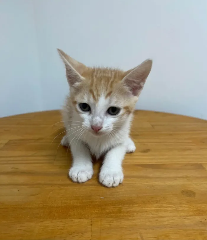 Gato ra a SRD-ViraLata idade Abaixo de 2 meses nome Liz