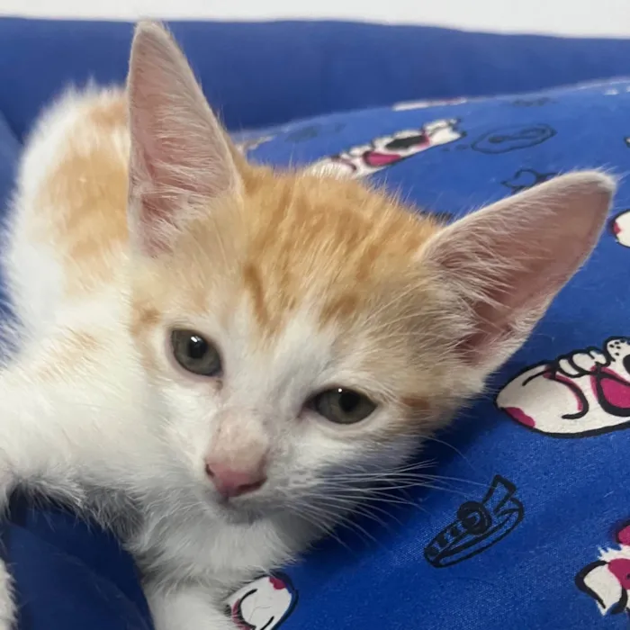 Gato ra a SRD-ViraLata idade Abaixo de 2 meses nome Liz
