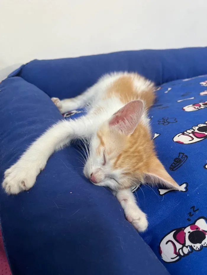 Gato ra a SRD-ViraLata idade Abaixo de 2 meses nome Liz