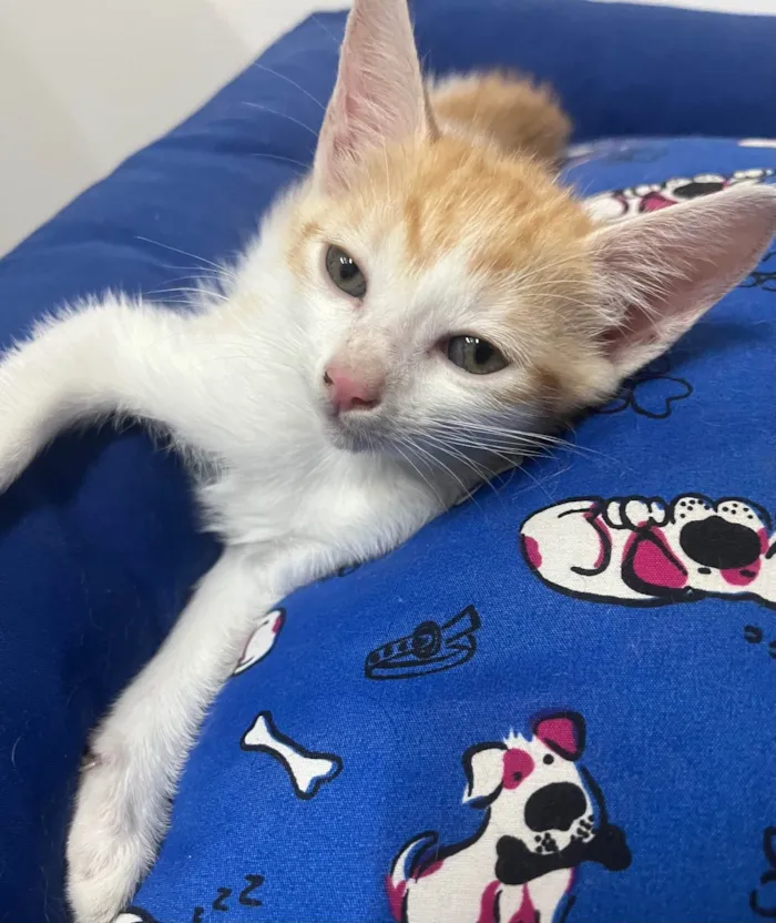 Gato ra a SRD-ViraLata idade Abaixo de 2 meses nome Liz