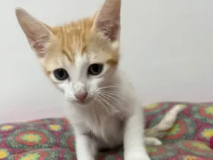 Gato raça SRD-ViraLata idade Abaixo de 2 meses nome Liz