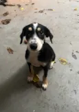 Molly