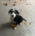 Molly