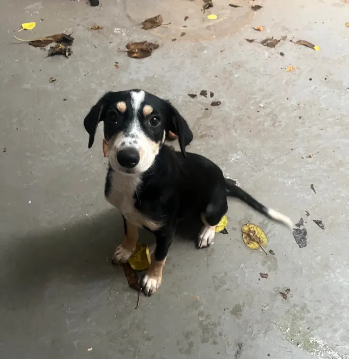 Cachorro ra a Mix de Beagle idade 2 a 6 meses nome Molly