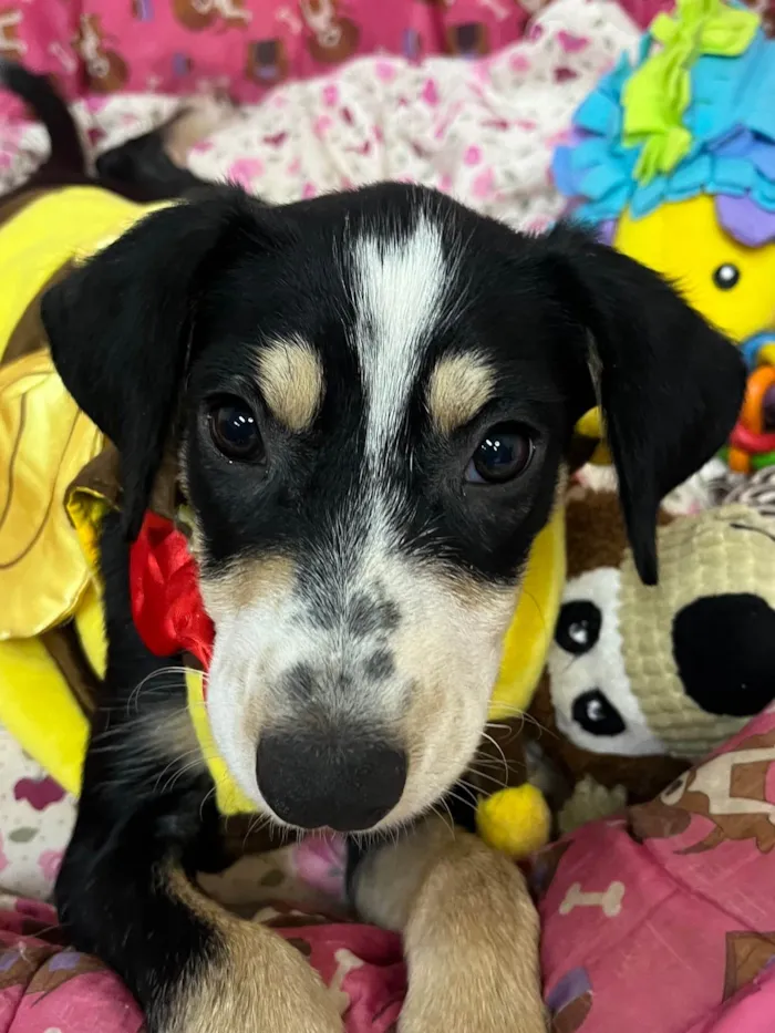 Cachorro ra a Mix de Beagle idade 2 a 6 meses nome Molly