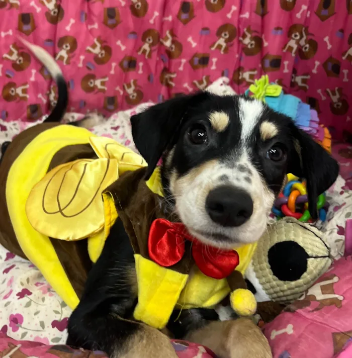 Cachorro ra a Mix de Beagle idade 2 a 6 meses nome Molly
