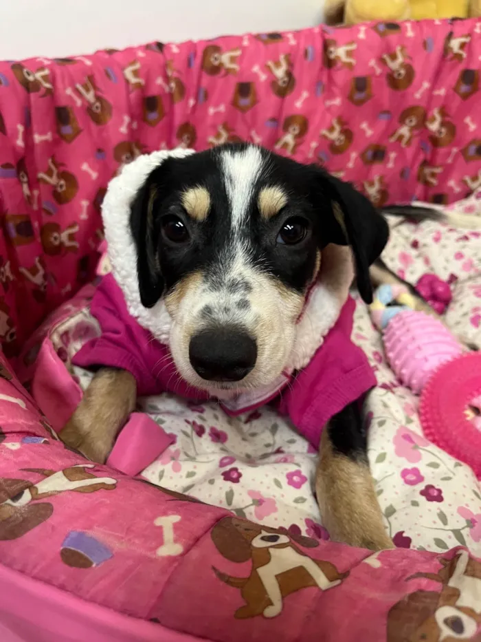 Cachorro ra a Mix de Beagle idade 2 a 6 meses nome Molly