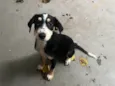 Molly