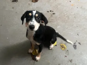 Cachorro raça Mix de Beagle idade 2 a 6 meses nome Molly