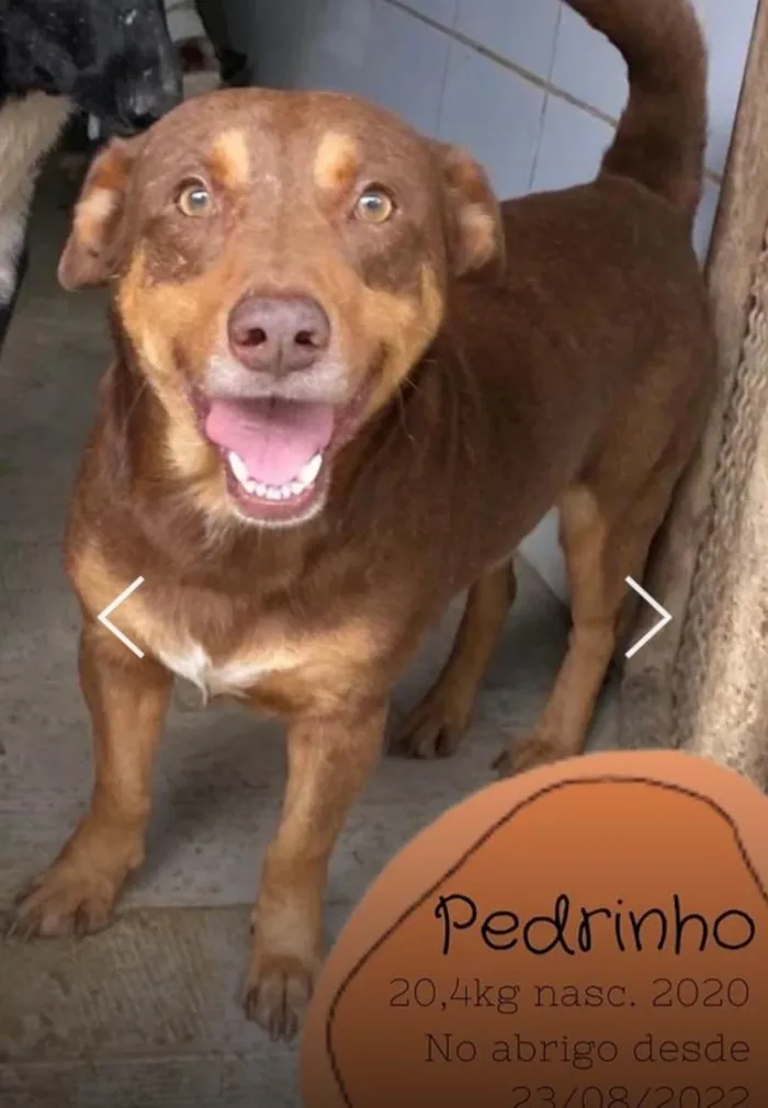 Cachorro ra a SRD-ViraLata idade 3 anos nome TJ 