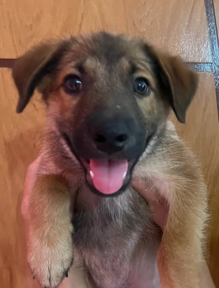 Cachorro ra a SRD-ViraLata idade 2 a 6 meses nome Boby