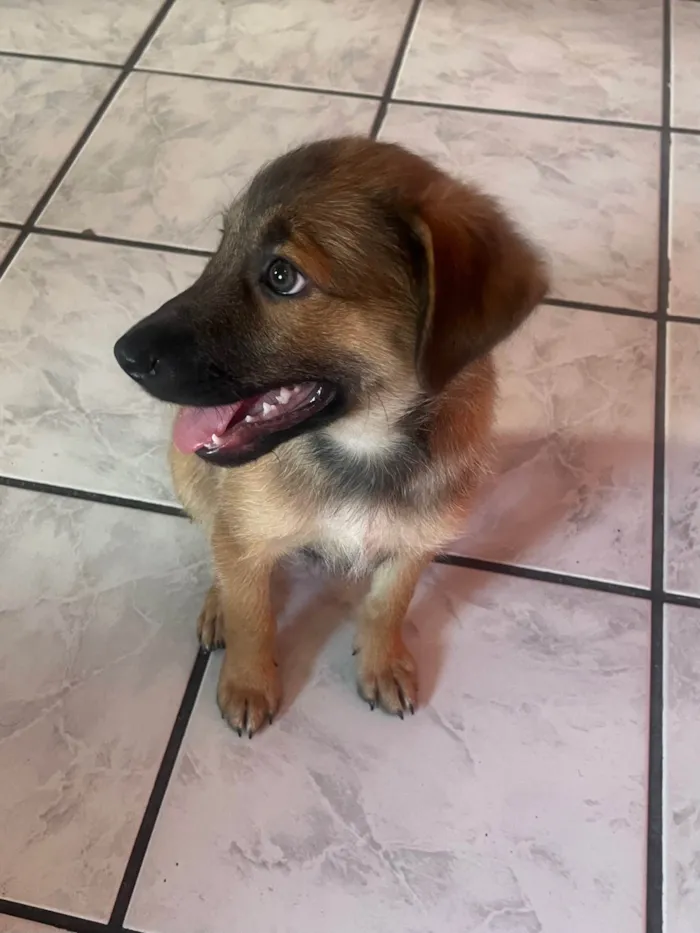 Cachorro ra a SRD-ViraLata idade 2 a 6 meses nome Boby
