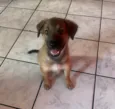 Boby