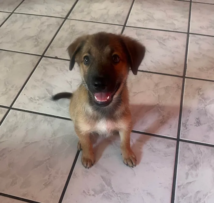 Cachorro ra a SRD-ViraLata idade 2 a 6 meses nome Boby