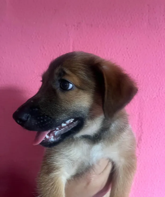 Cachorro ra a SRD-ViraLata idade 2 a 6 meses nome Boby