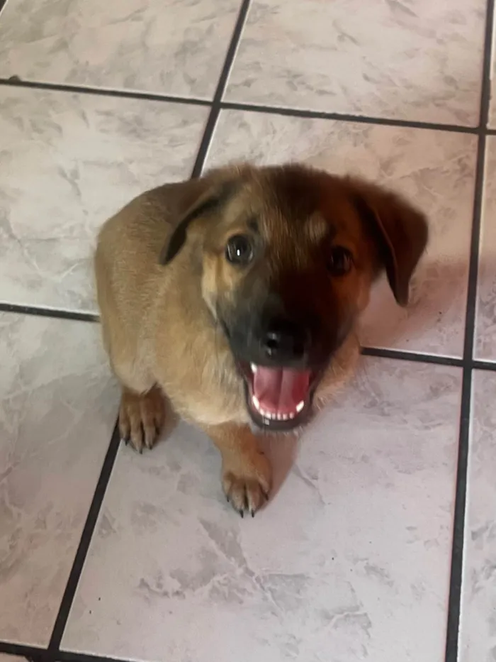 Cachorro ra a SRD-ViraLata idade 2 a 6 meses nome Boby