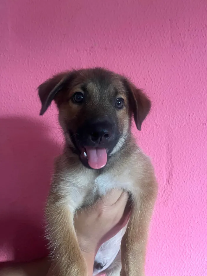 Cachorro ra a SRD-ViraLata idade 2 a 6 meses nome Boby
