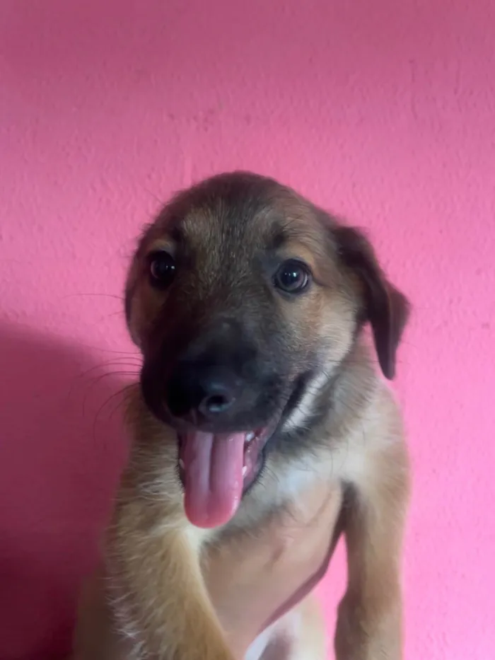 Cachorro ra a SRD-ViraLata idade 2 a 6 meses nome Boby