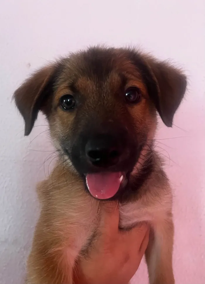 Cachorro ra a SRD-ViraLata idade 2 a 6 meses nome Boby