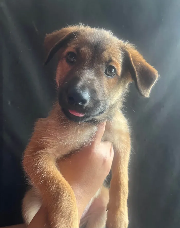 Cachorro ra a SRD-ViraLata idade 2 a 6 meses nome Boby