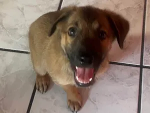 Cachorro raça SRD-ViraLata idade 2 a 6 meses nome Boby