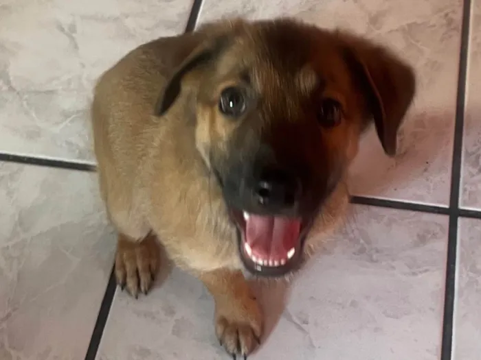 Cachorro ra a SRD-ViraLata idade 2 a 6 meses nome Boby