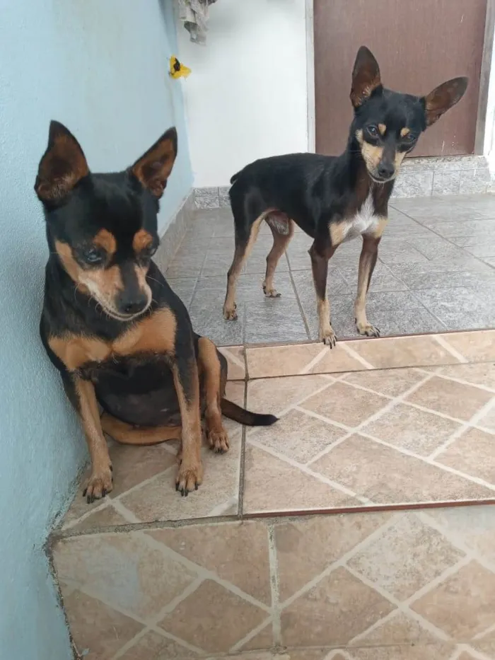 Cachorro ra a Pinscher idade 4 anos nome Jorel