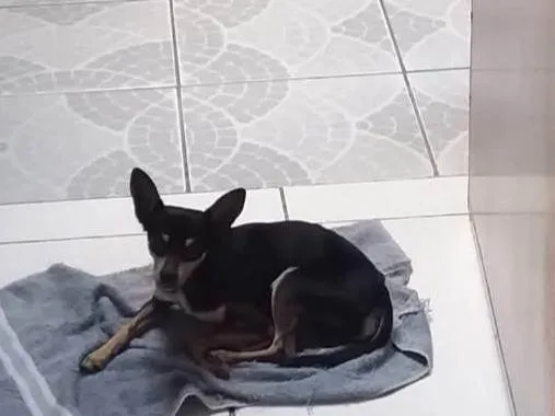 Cachorro ra a Pinscher idade 4 anos nome Jorel