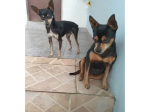 Cachorro raça Pinscher idade 4 anos nome Jorel