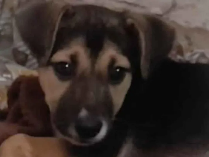 Cachorro ra a Vira lata  idade 2 a 6 meses nome Toddy