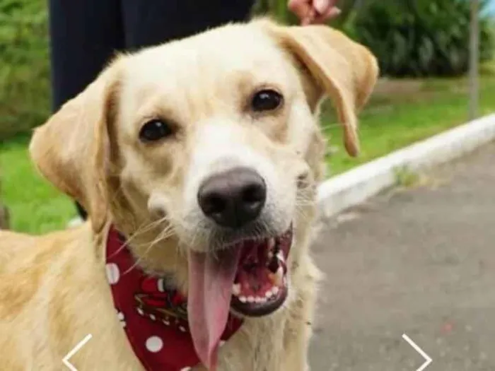 Cachorro ra a SRD-ViraLata idade 4 anos nome Bolinha