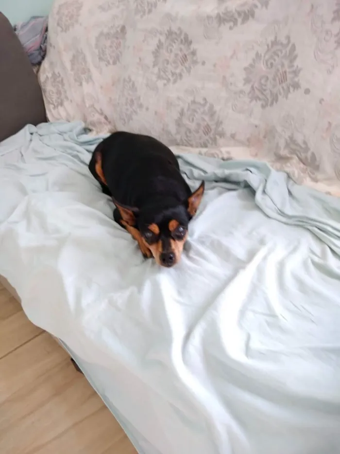 Cachorro ra a Pinscher idade 6 ou mais anos nome Titi