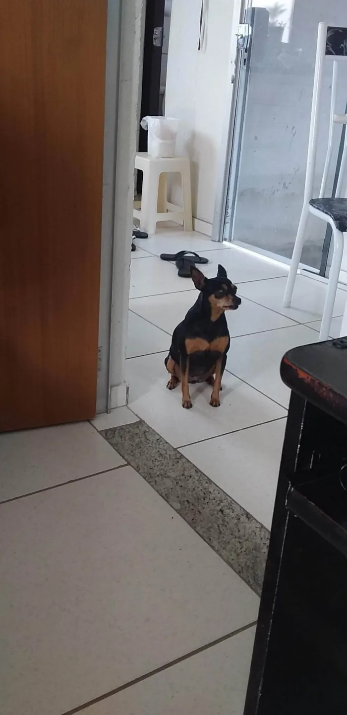 Cachorro ra a Pinscher idade 6 ou mais anos nome Titi