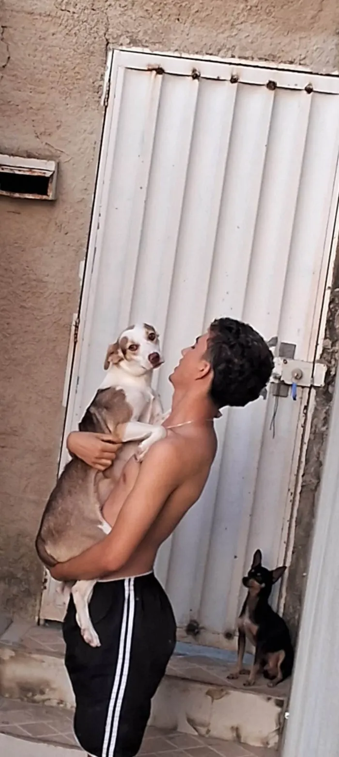 Cachorro ra a SRD-ViraLata idade 1 ano nome Amora