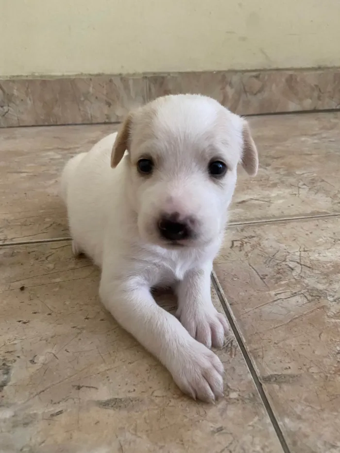 Cachorro ra a ViraLata idade Abaixo de 2 meses nome Luna