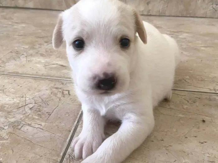 Cachorro ra a ViraLata idade Abaixo de 2 meses nome Luna