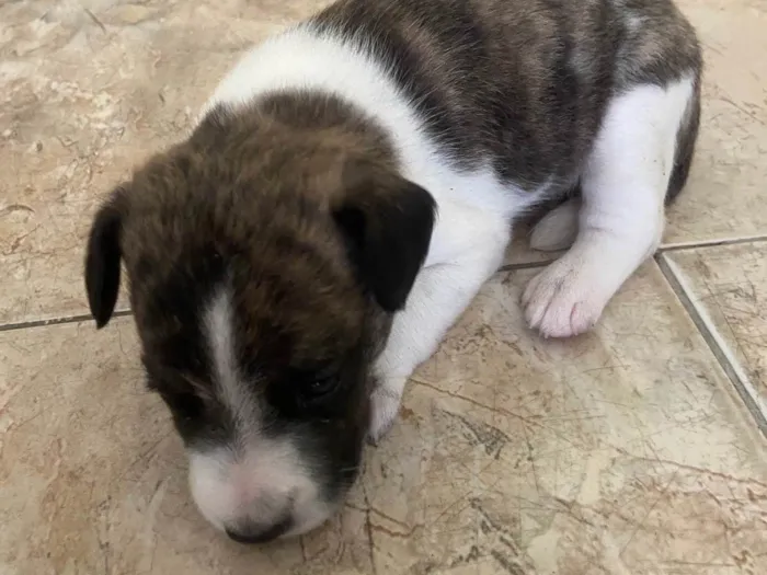 Cachorro ra a Vira Lata idade Abaixo de 2 meses nome Luke