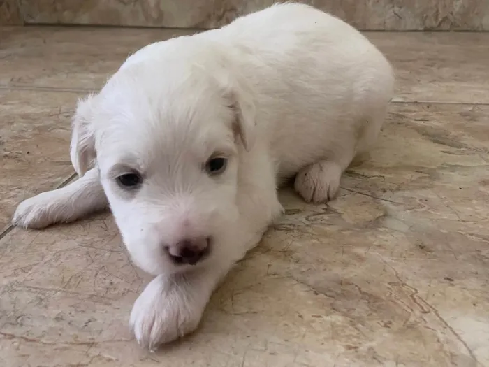 Cachorro ra a Vira Lata idade Abaixo de 2 meses nome Eros