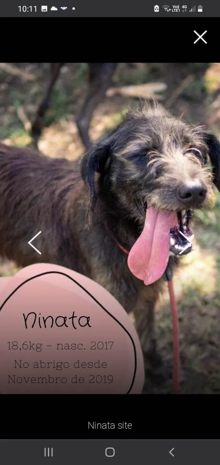 Cachorro ra a SRD-ViraLata idade 6 ou mais anos nome Ninata