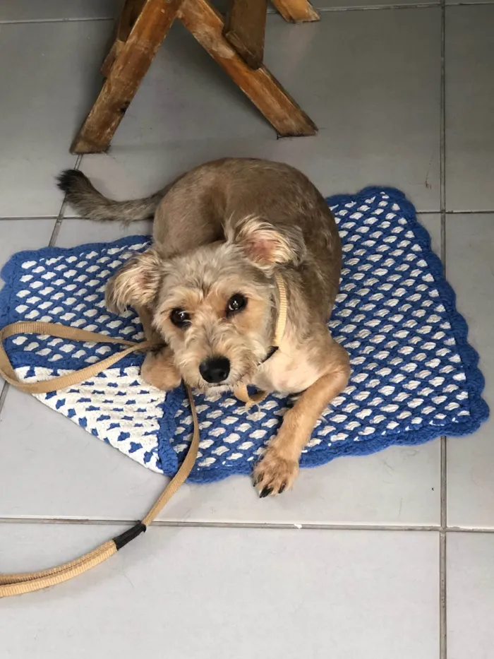 Cachorro ra a SRD-ViraLata idade 2 anos nome Théo 