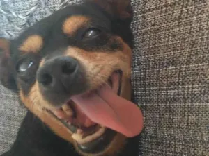 Cachorro raça Pinscher idade 6 ou mais anos nome Titi