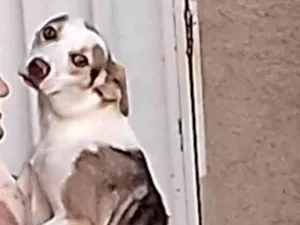 Cachorro raça SRD-ViraLata idade 1 ano nome Amora