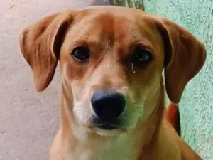 Cachorro raça SRD-ViraLata idade 7 a 11 meses nome Snoop