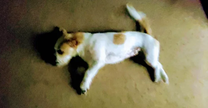 Cachorro ra a Srd idade 1 ano nome LUPITA