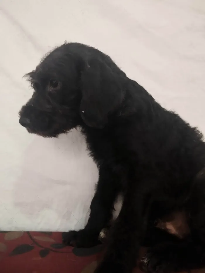 Cachorro ra a SRD-ViraLata idade 7 a 11 meses nome Tico e teco