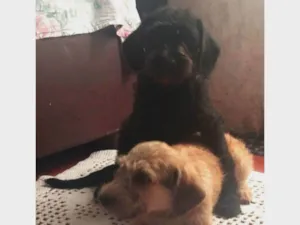 Cachorro raça SRD-ViraLata idade 7 a 11 meses nome Tico e teco