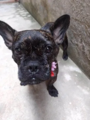 Cachorro raça Bulldog idade 2 anos nome Vitória 